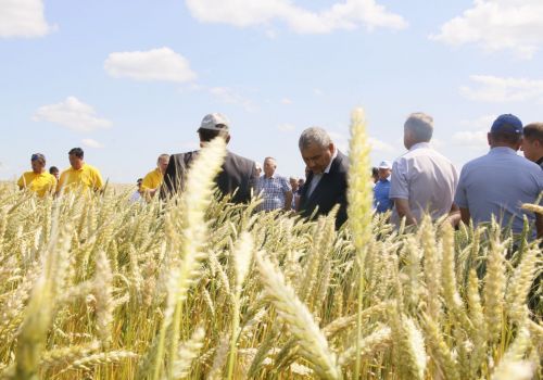 Минсельхоз РБ: в стране и республике растет спрос на озимые культуры