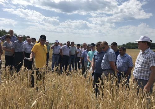 В Кармаскалинском районе оценили потенциал озимых культур