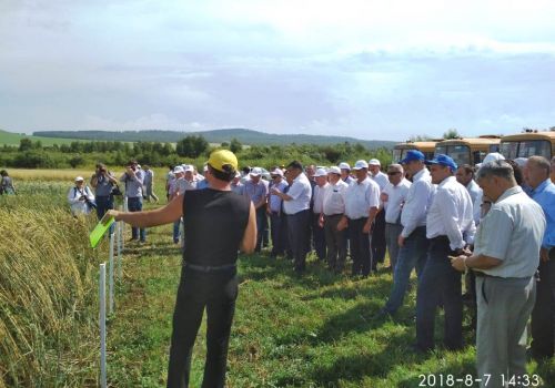 День поля в Кигинском районе: Для каждого агрария важно, чтобы культура вовремя созревала и приносила хороший доход